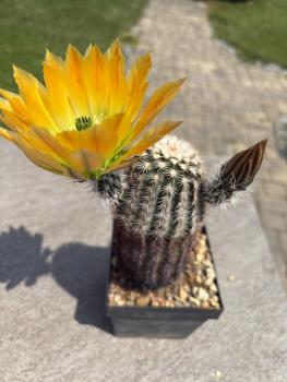 Echinocereus ctenoides